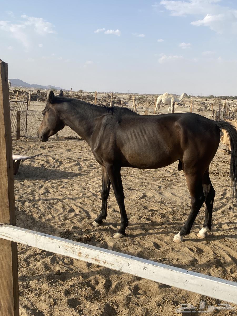 حصان للبيع64377608658563113