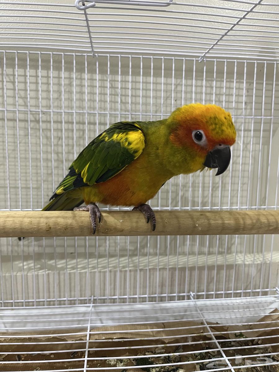 Sun Conure64385258216323111