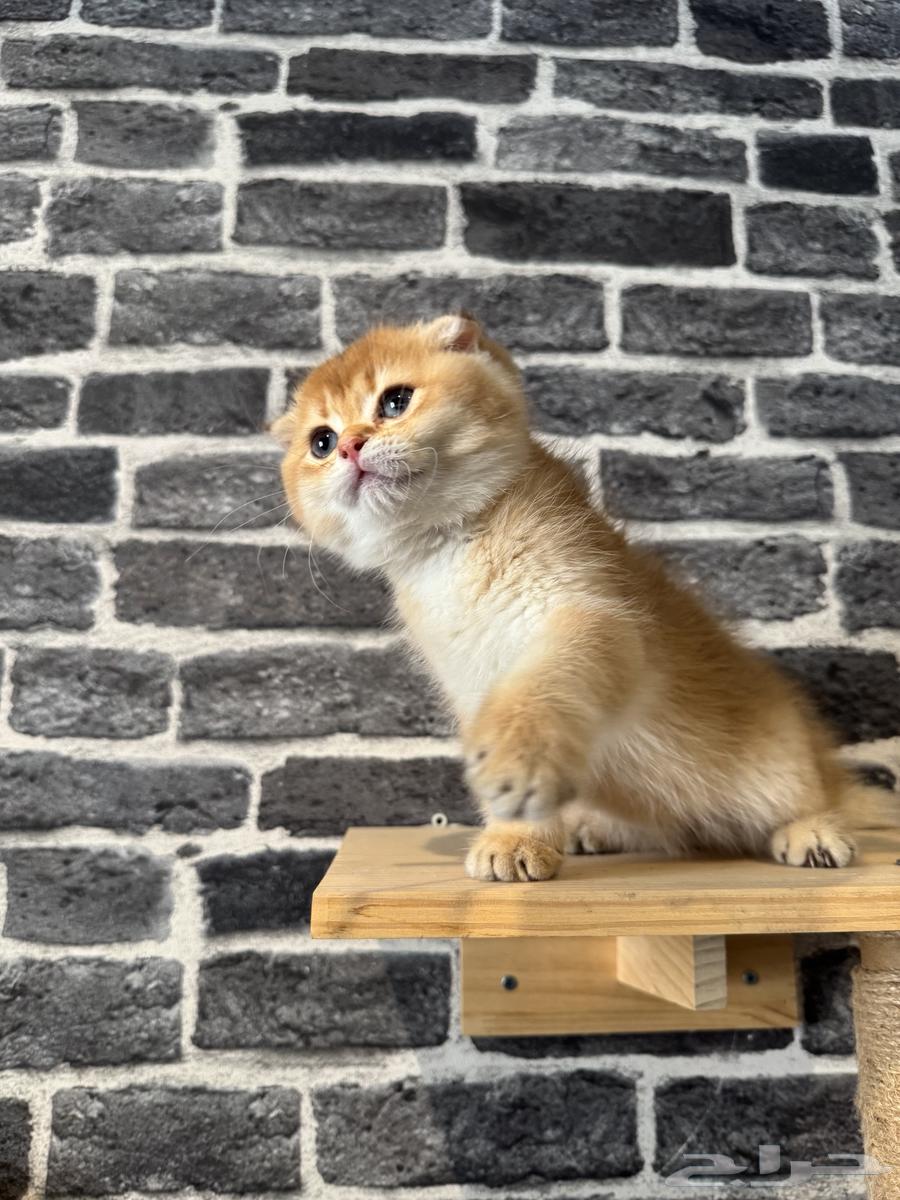 Scotch Double Fold (By12)64380536568066111