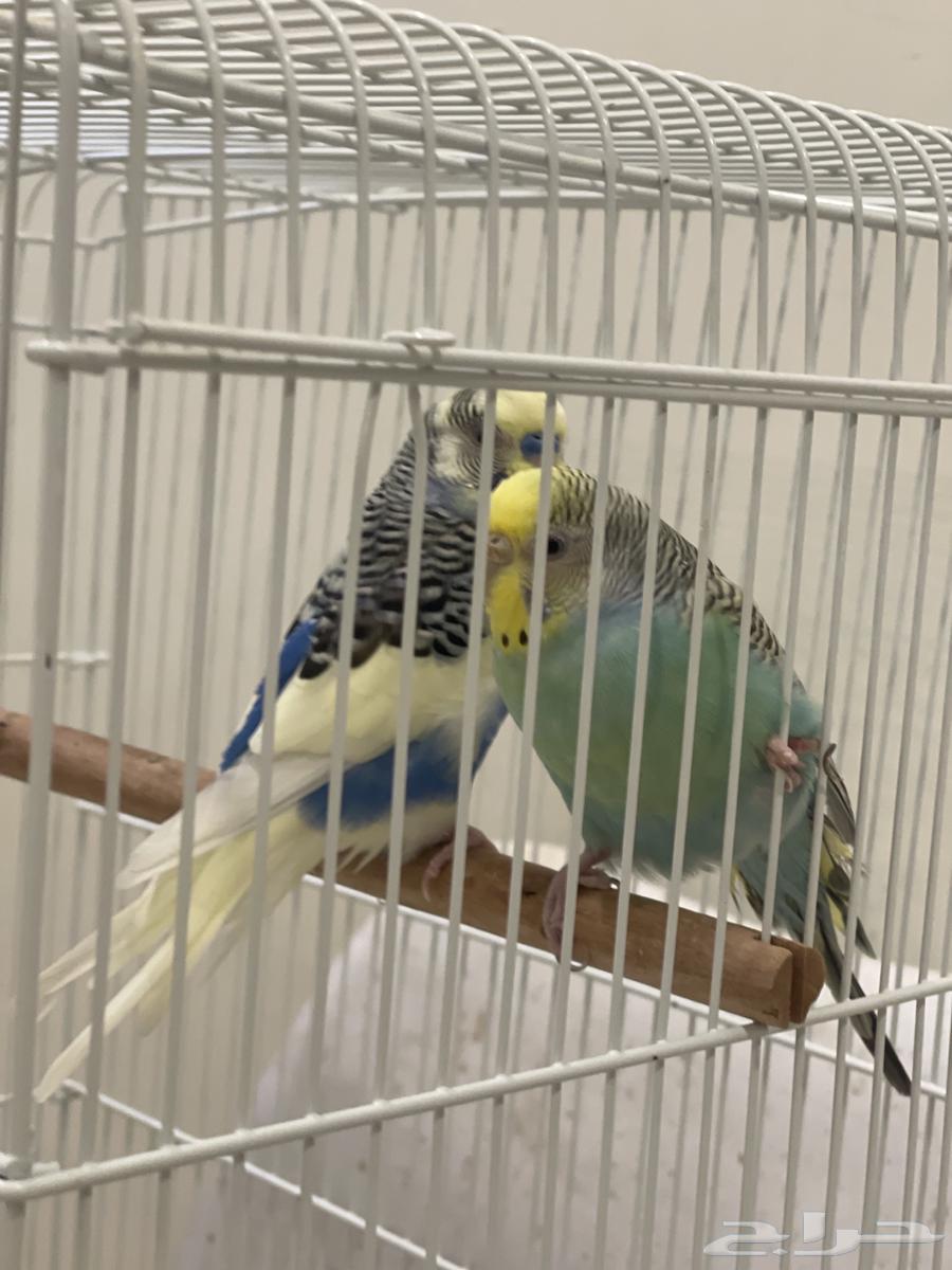 Healthy Pair of Budgies, Price 10064402063953154111