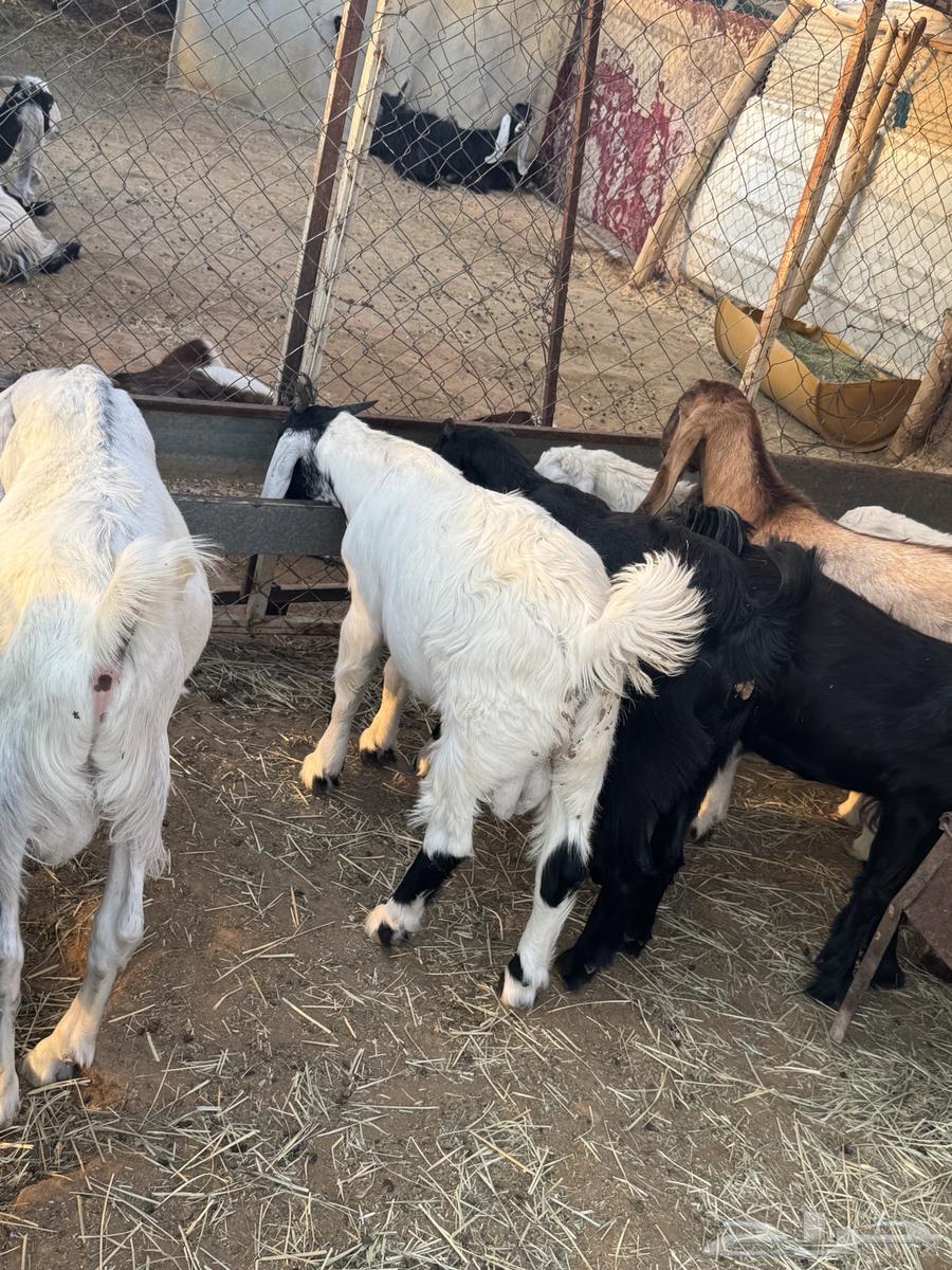 تيوس للبيع عدد 6 تيوس عمارها 5 شهور سمان وطيبه للبيع64387159556993114