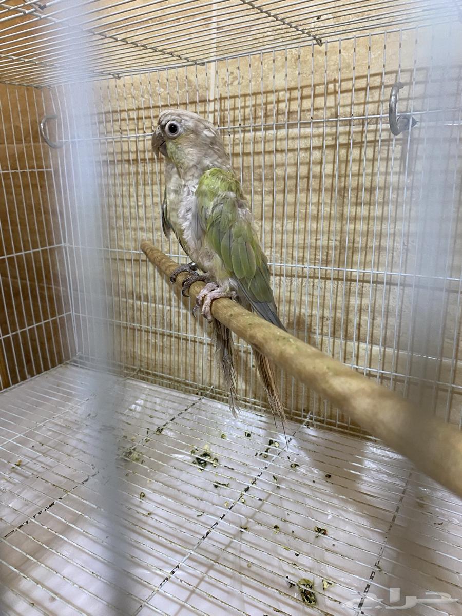 للبيع جوزين كنيور64384910859138110