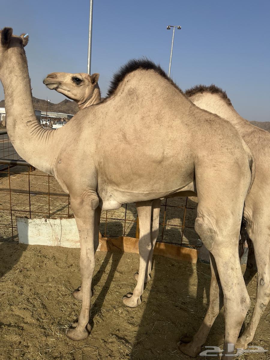 Quality sitting cushions for events and occasions64380183233027110