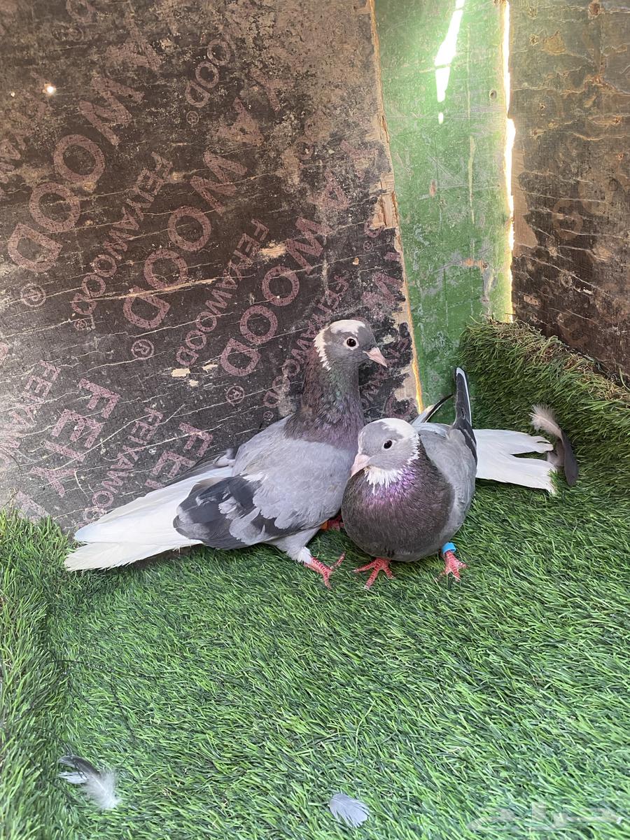 بسم الله الرحمن الرحيم اخوني حمام قطيفي للبيع أجوز انتاج64386808318467114