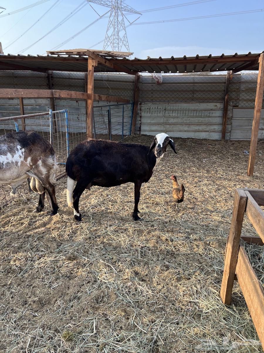 نعجةمعها طلي والثانية على وشك ولادة وفحل دورماني64390678929665112