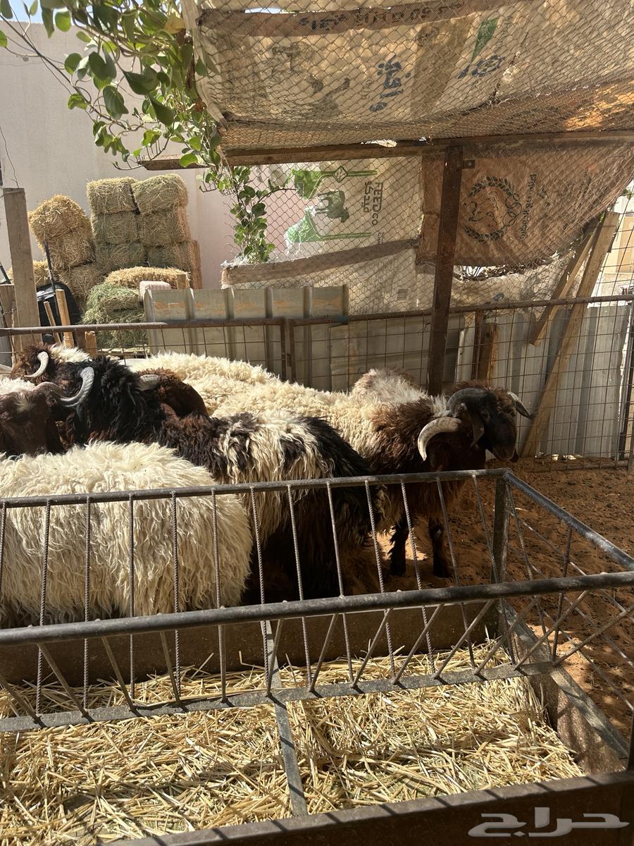 جذعان طليان نعيم64381480435329113