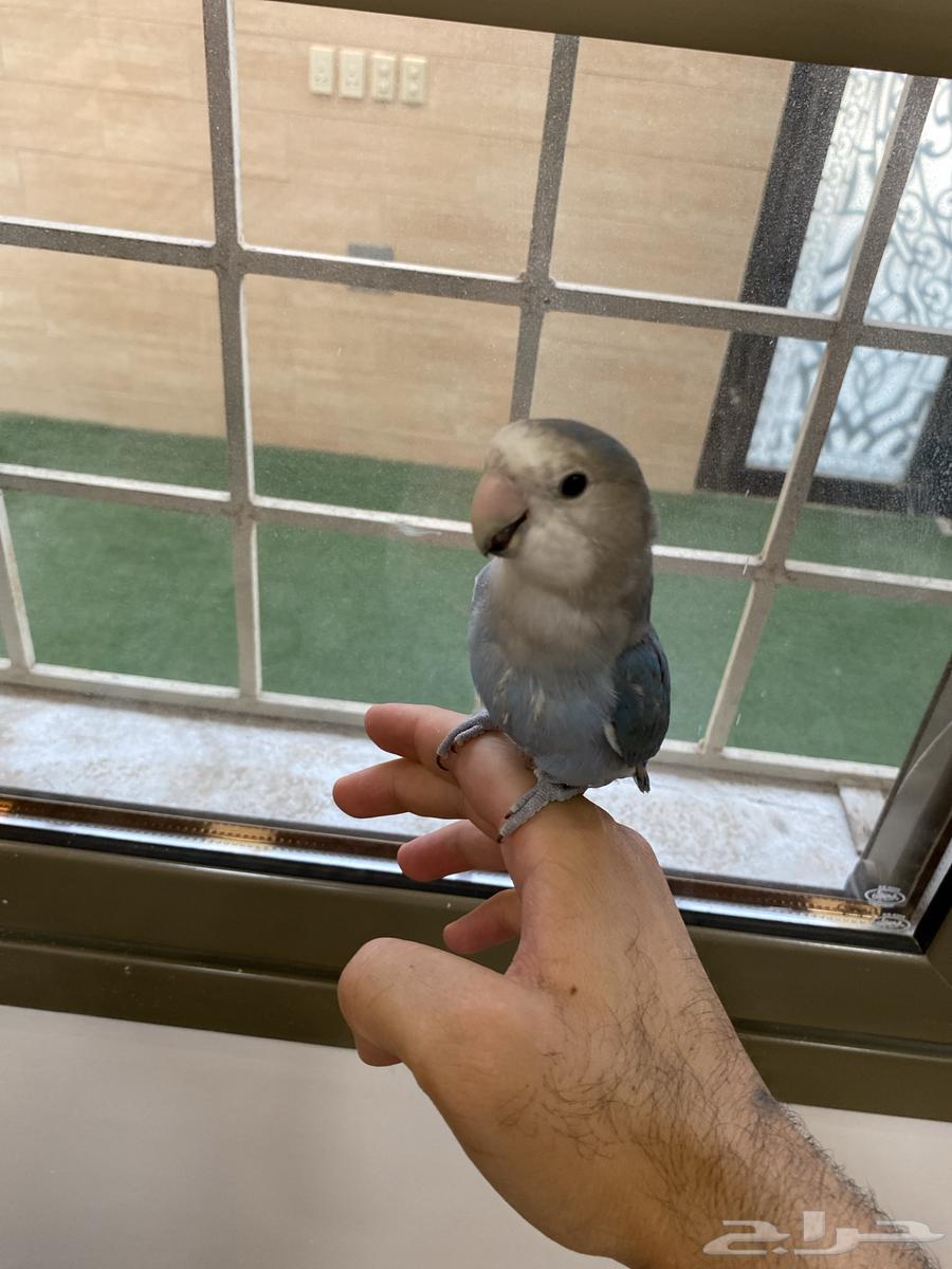 للبيع روز اليف هدد متكلم يقول تعال ويبوس64383011366659110