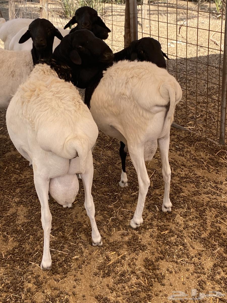 برابر مرابي64391147141123111