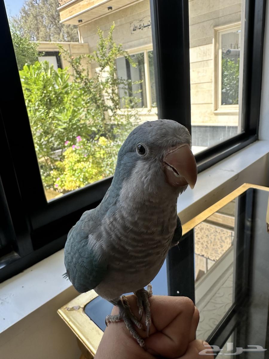 طير الكويكر اليف64381507940738110