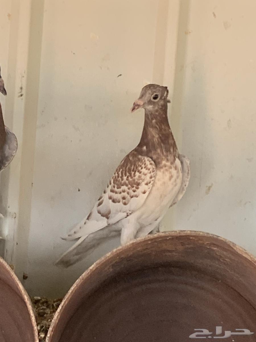 زاجل مميز للبيع ( طبات )64381588955778112