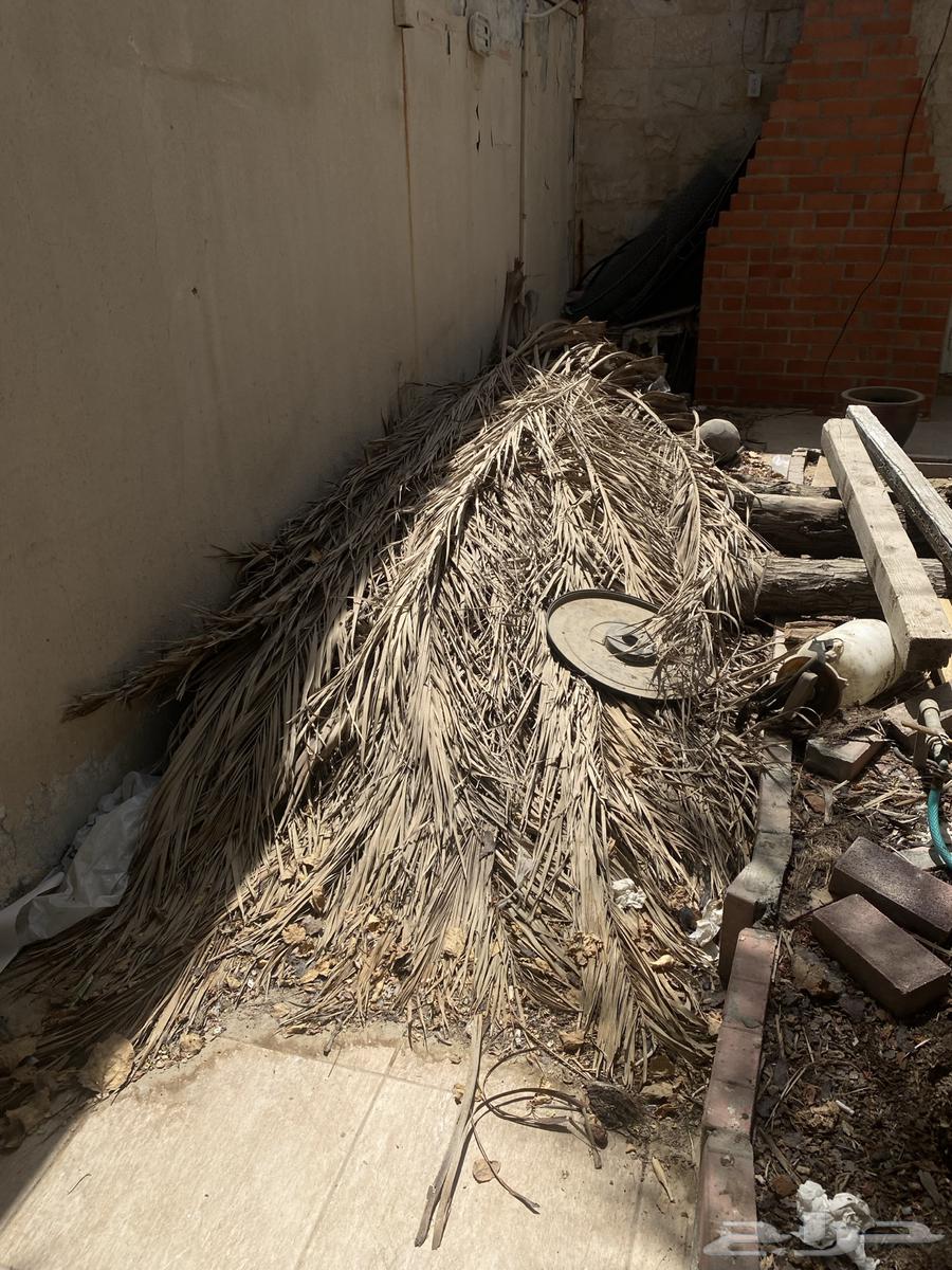 سعف للبيع يجي حملتين64382583392001111