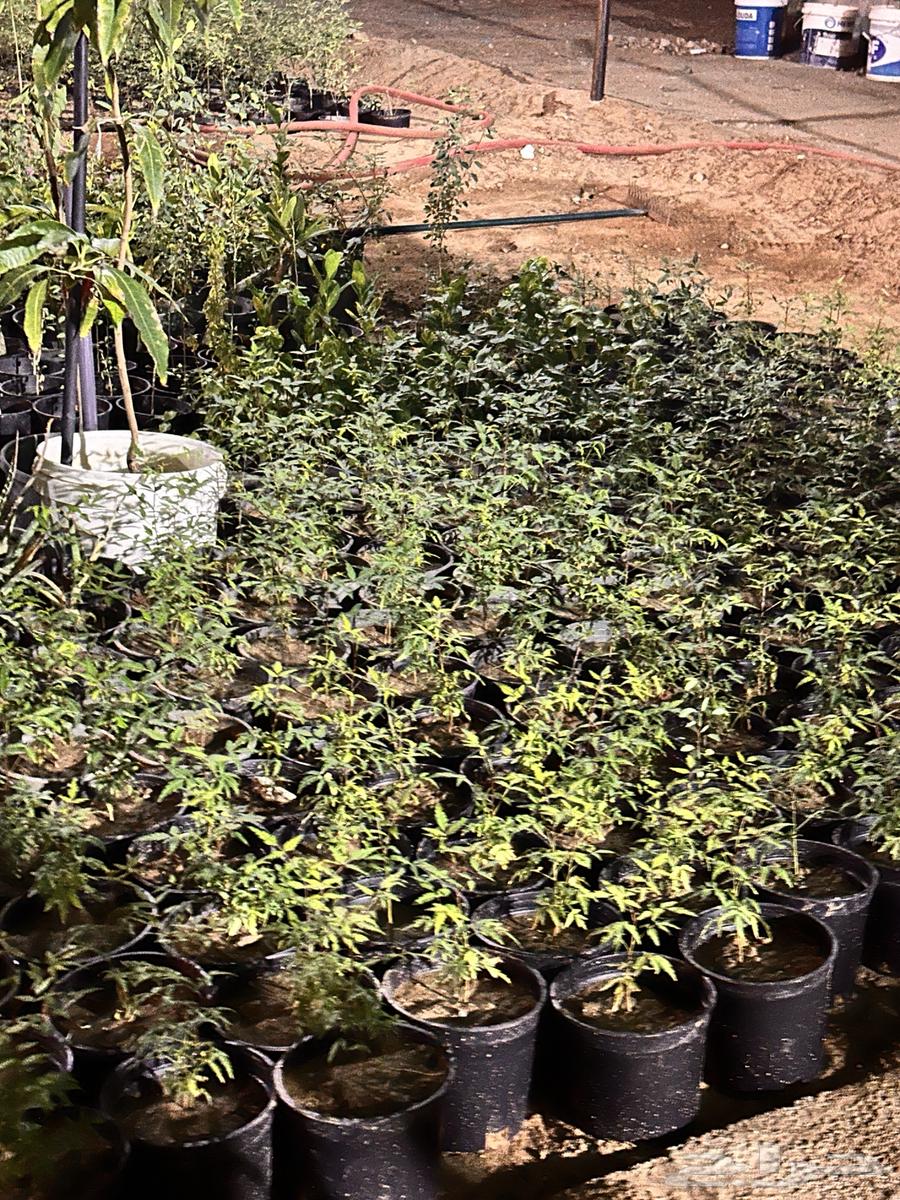 مشتل اكويا - جدة ( نيم 200 شتلة جملة64391388758659110