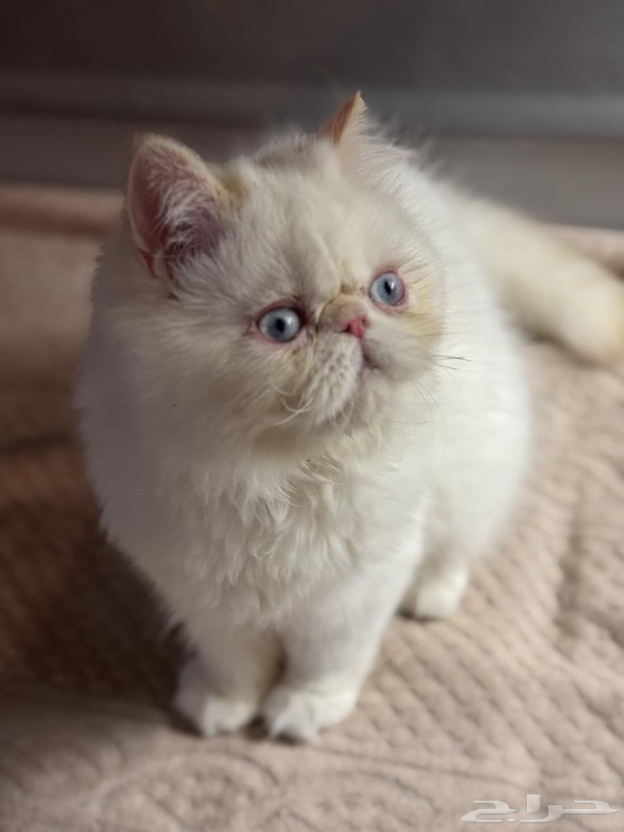 قط بيكي فيس للبيع64381684875905112