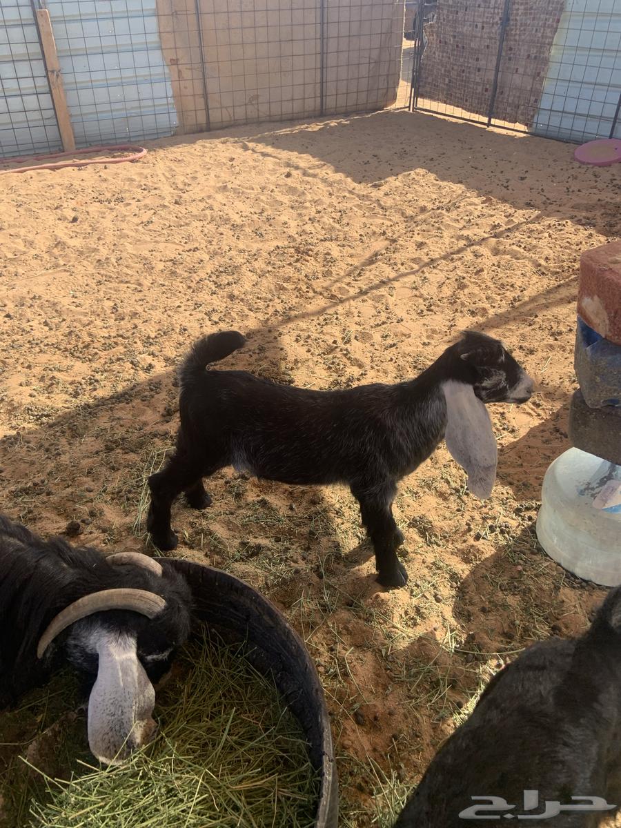 البدايع64380566013185113