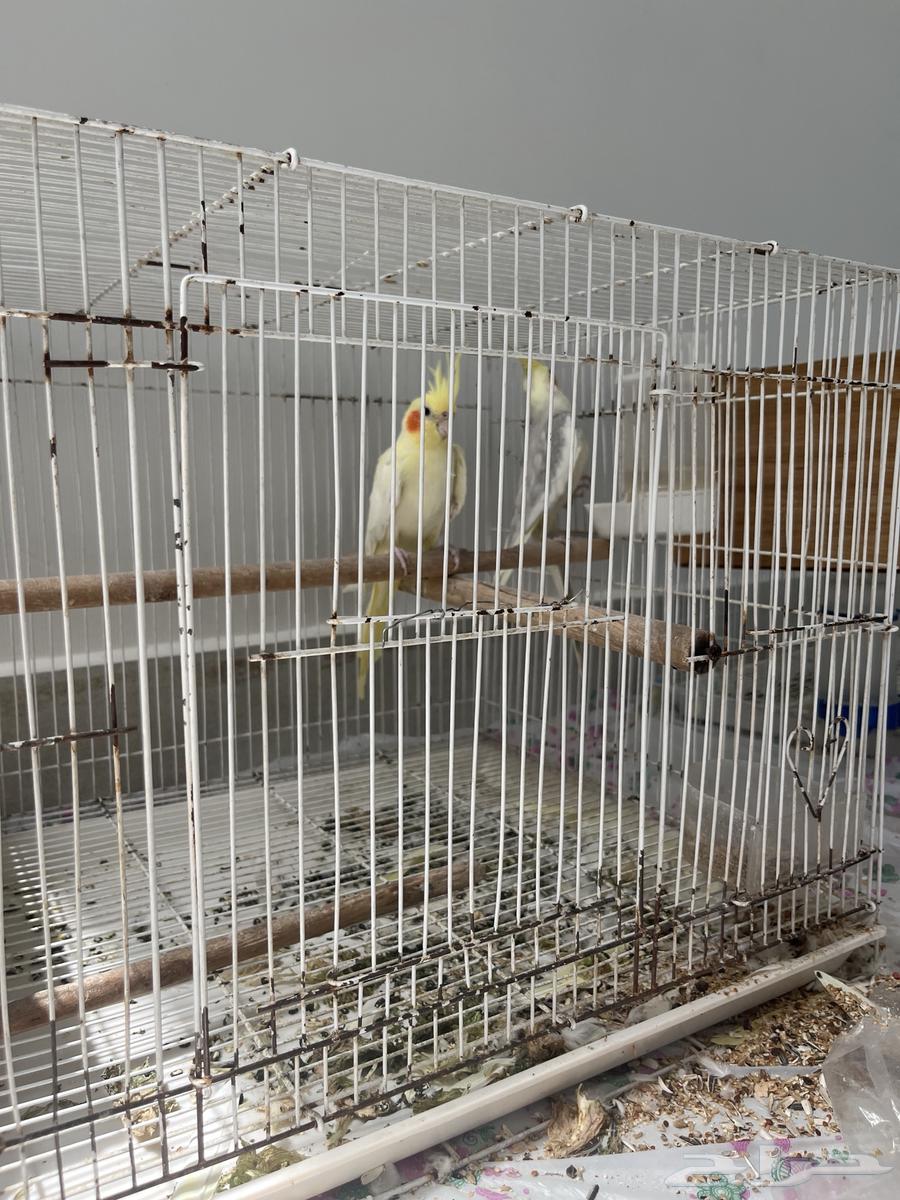 جوز كروان منتج64383358429571110