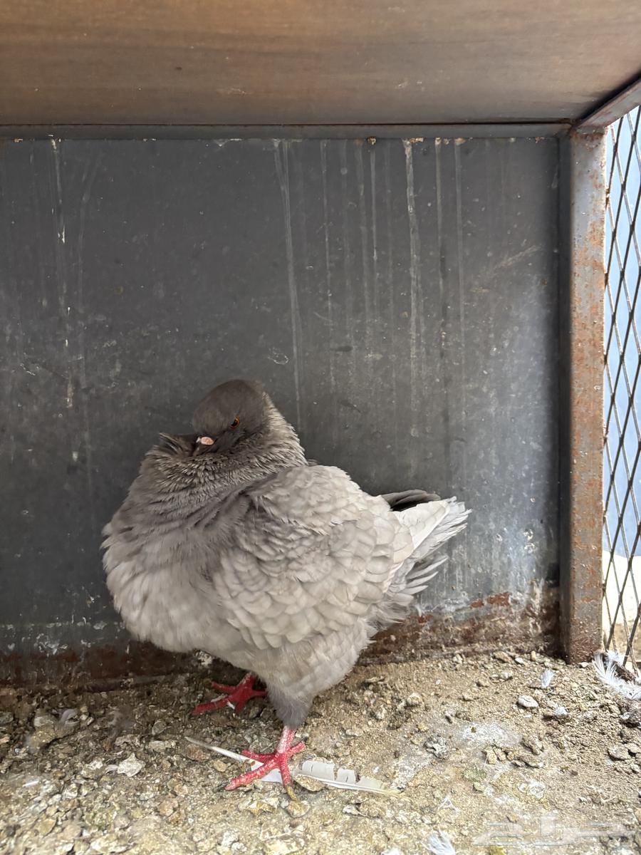 زوج كنق لافندر توب64389488205827110