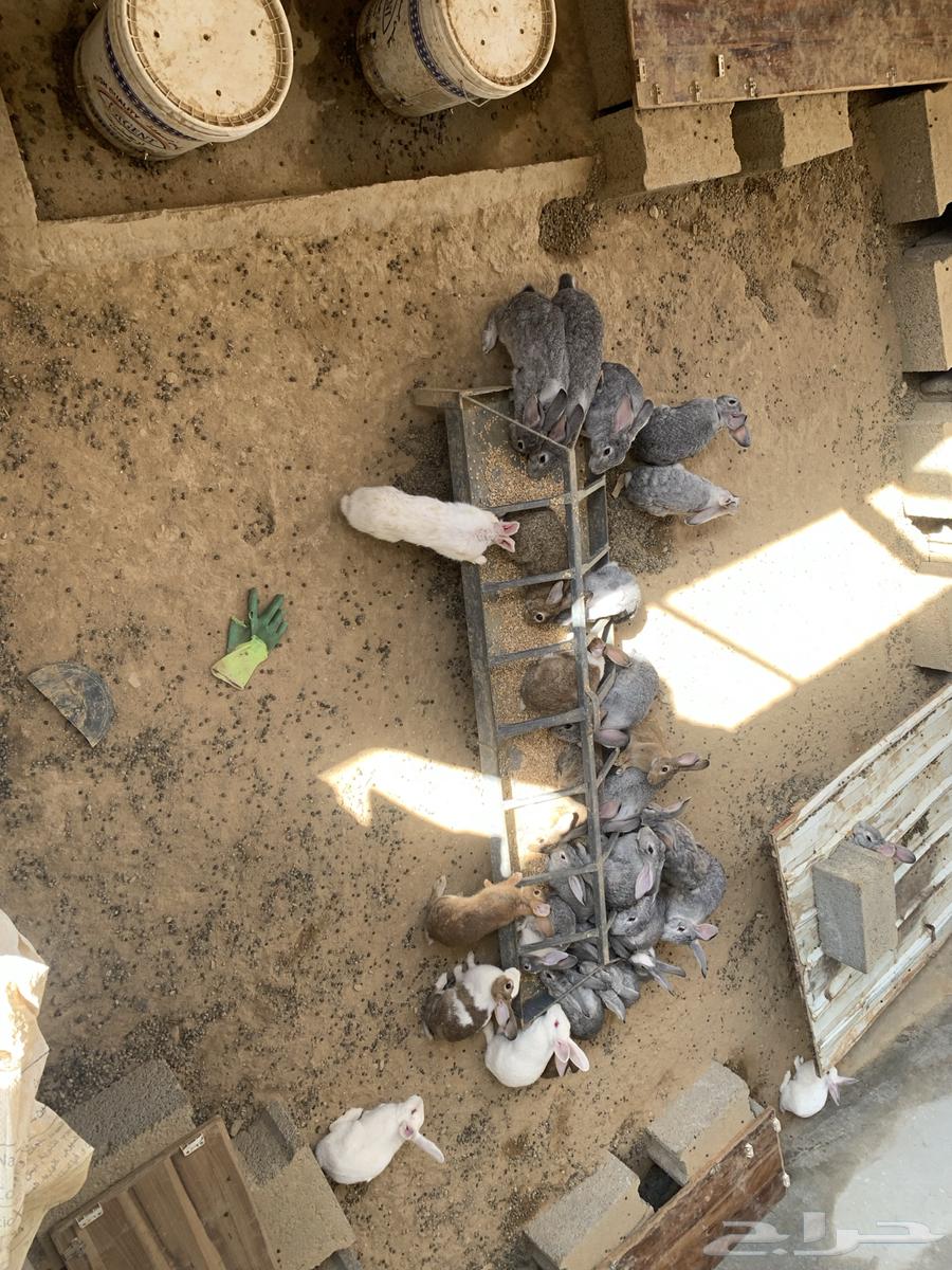 ارانب للبيع عدد 34 ارنب وبطاريات شبه جديده للبيع64380521710979111