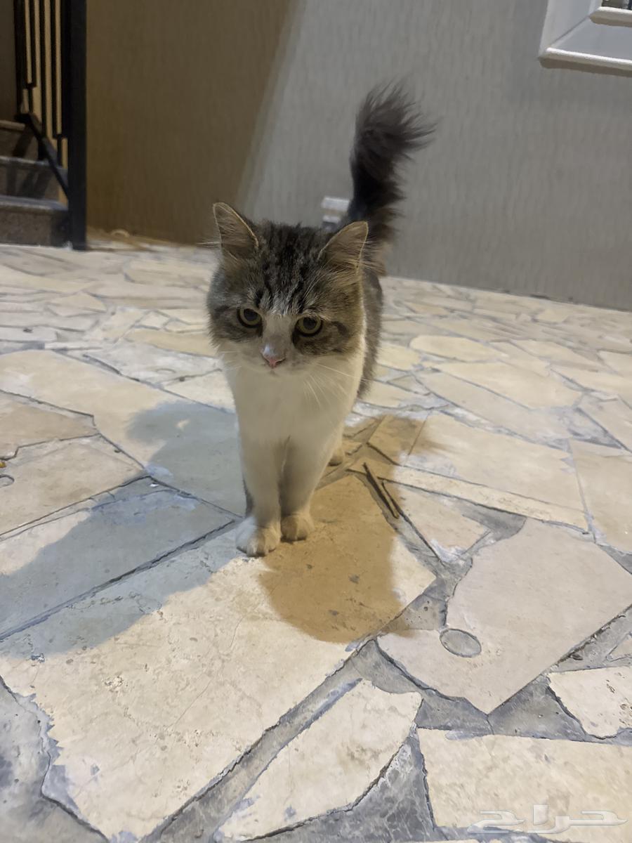 قطه للبيع64388798622977111