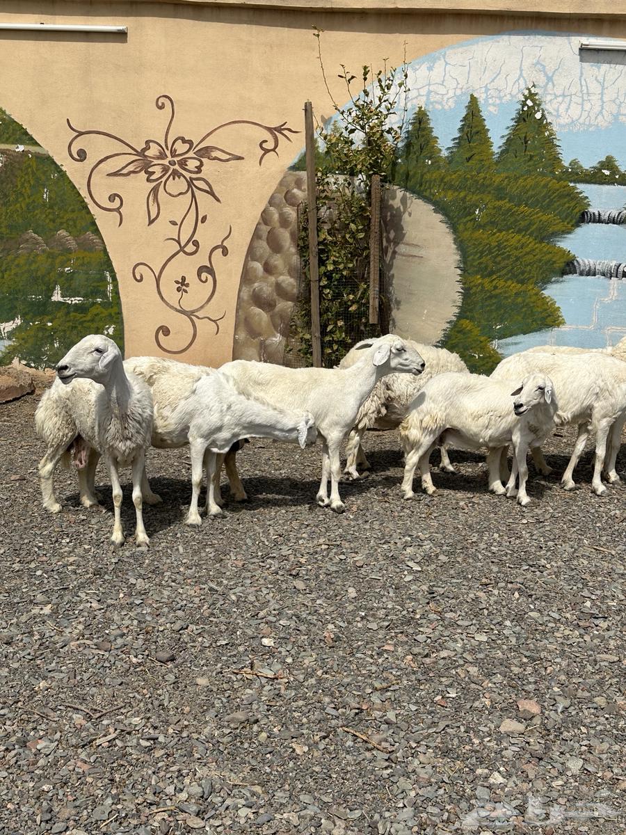 ضأن حريات دفيع وضريع باين64381410952707112