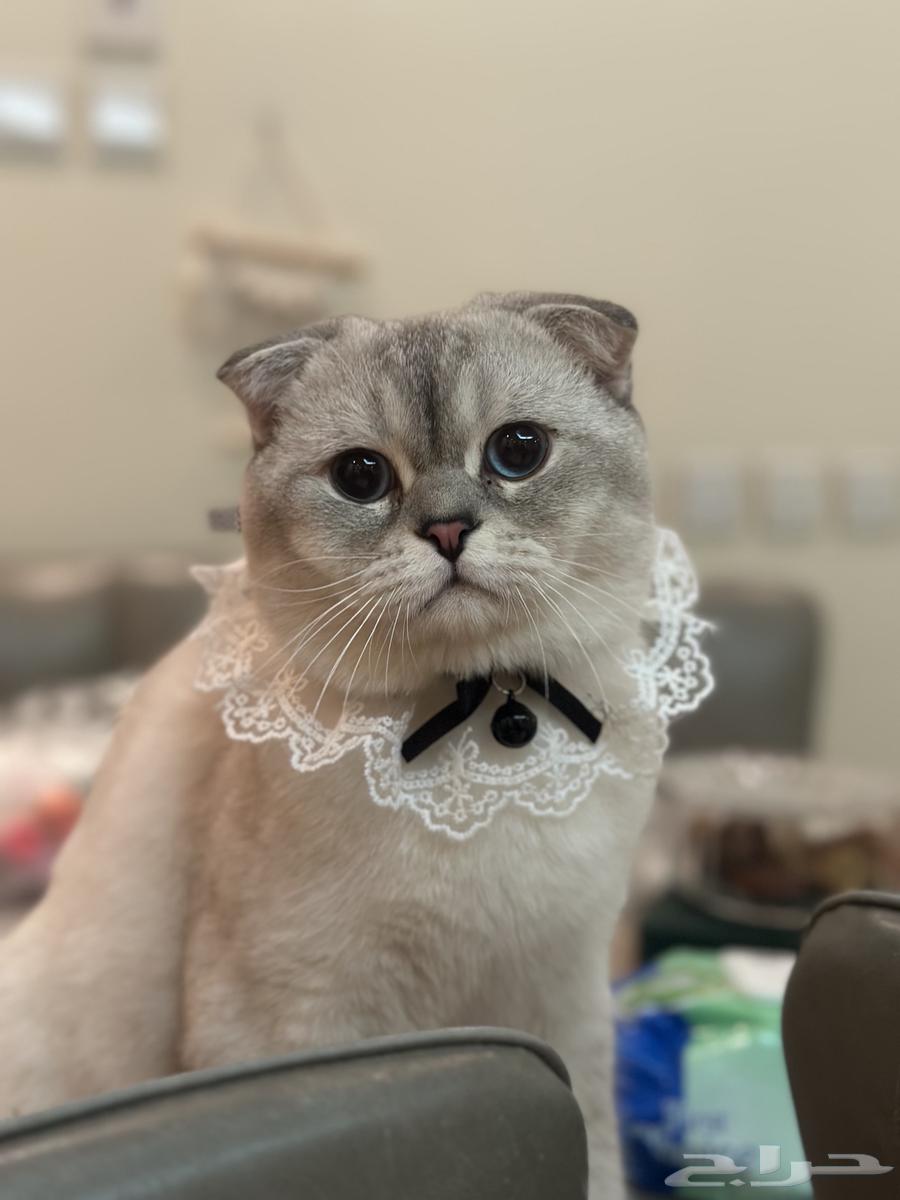 Cats for mating64386487426691114