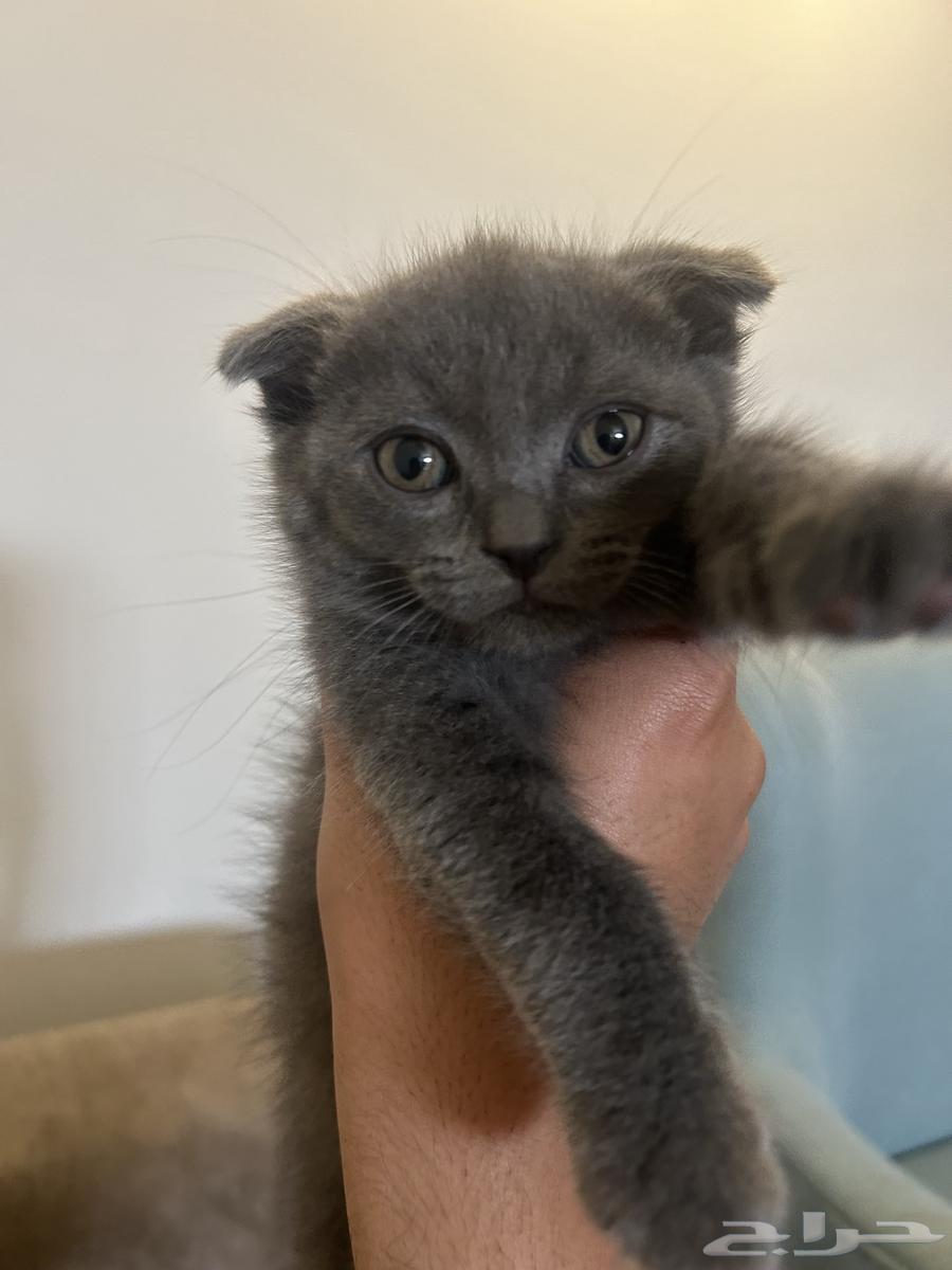 Scottish Fold64378397042433114