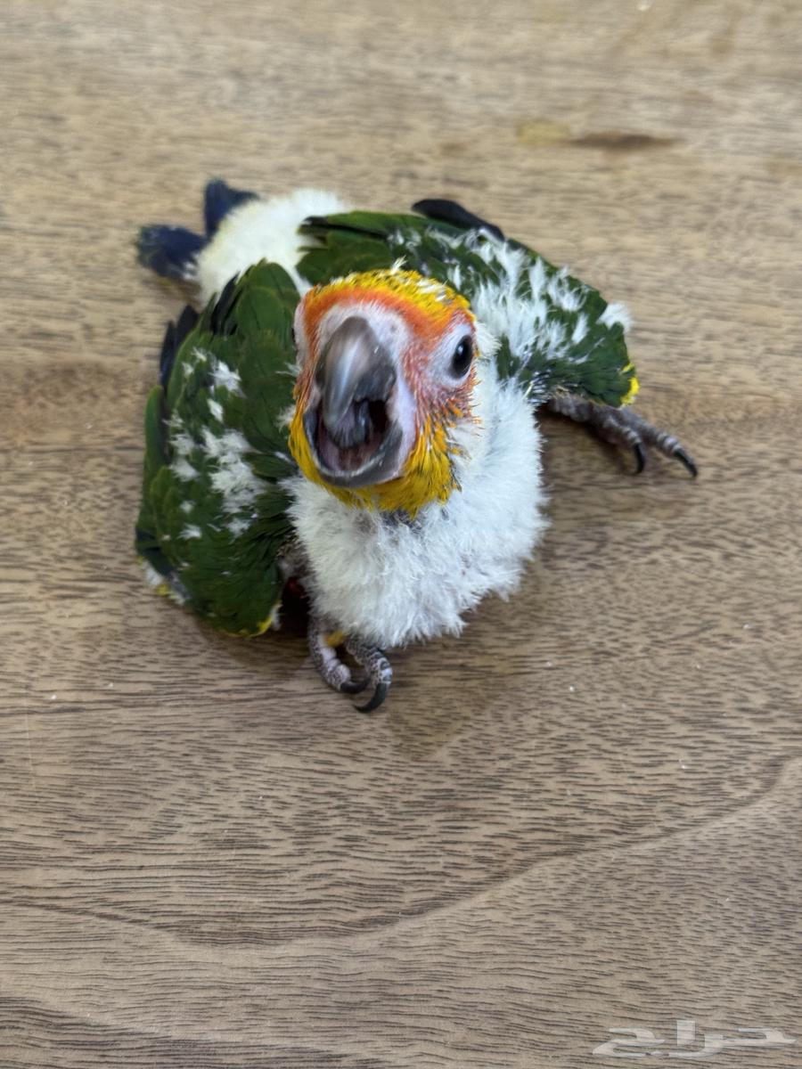 فرخ صن كنيور (((تم البيع)))64382955875331113