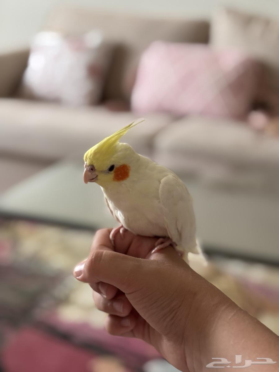 الصنف  كروان لا تينو هدد اليف64383967850498112