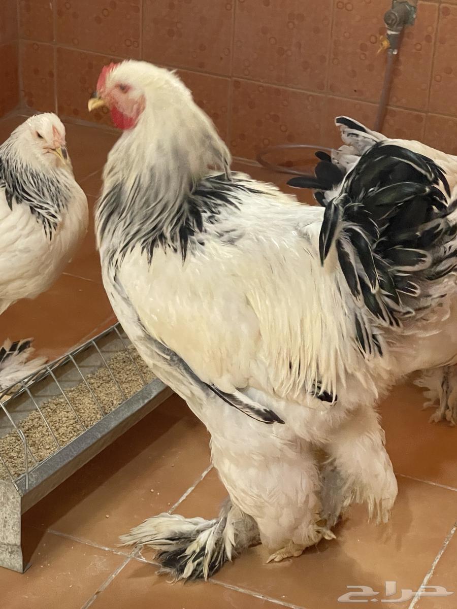 براهما كولمبي64380091729794110