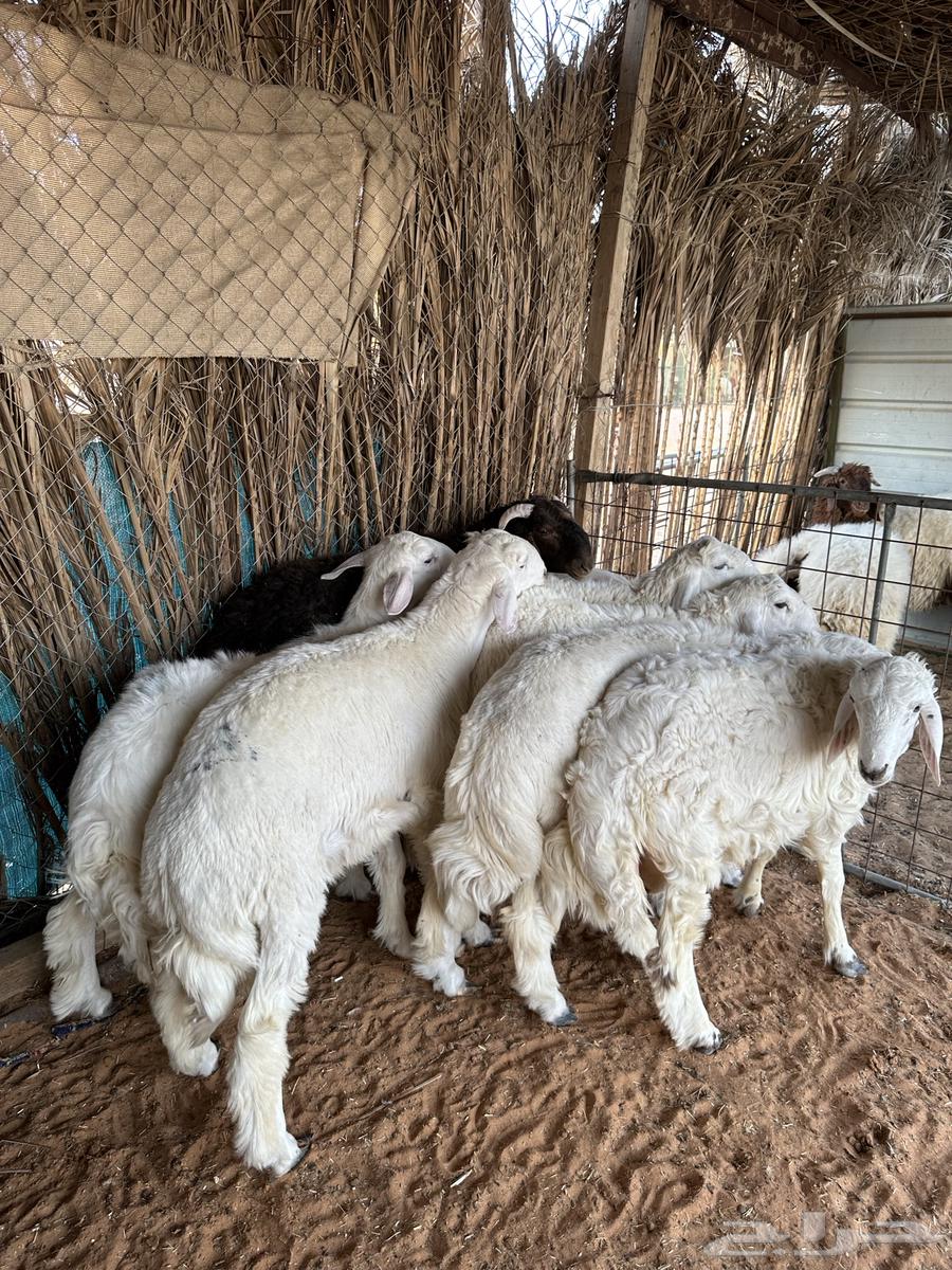 حري للبيع64387159606657112