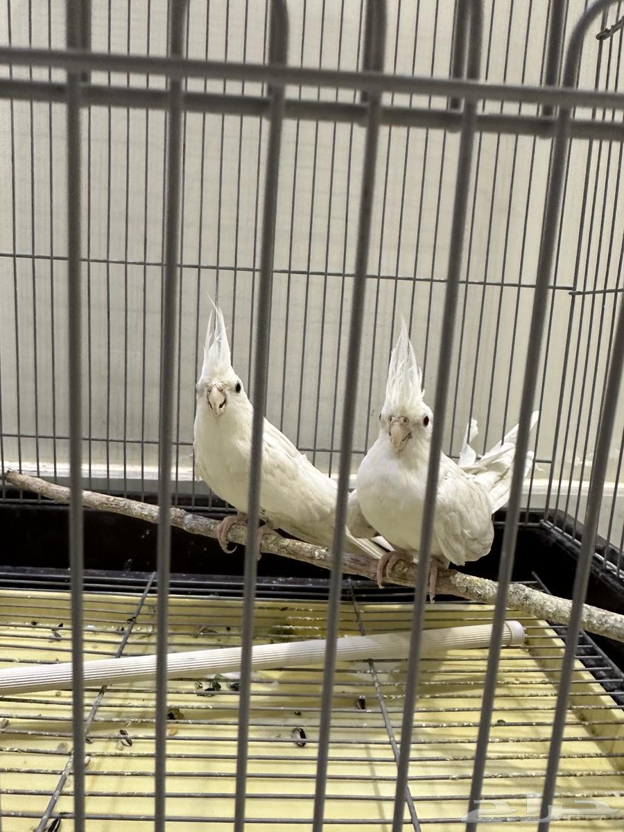 جوز كروان البينو64386543266691113