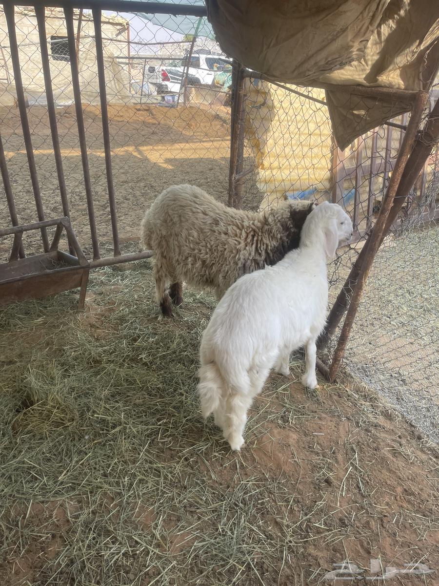 للبيع طليان طيبة نعيمي وحري64385845653378110