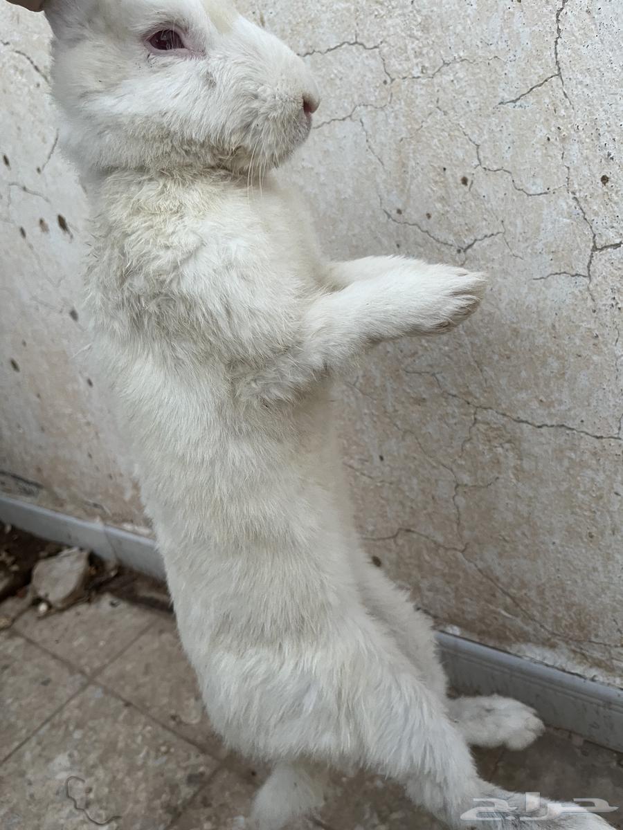 أرنب كبير للبيع علا السوم64386445148802113