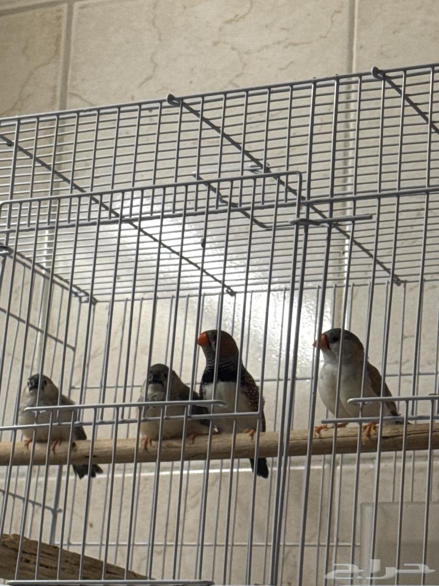 Productive Zebra Pair64388839560193111