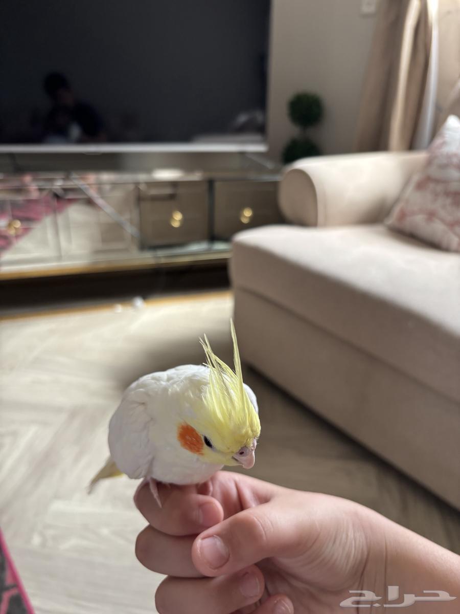 الصنف  كروان لا تينو هدد اليف64383967850498110