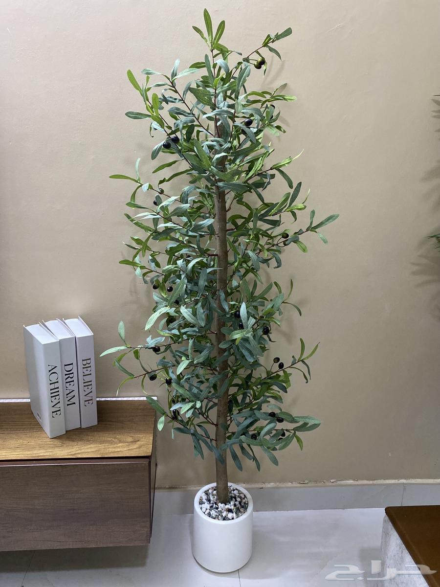 اشجار للزينة جديدة64378193651201114