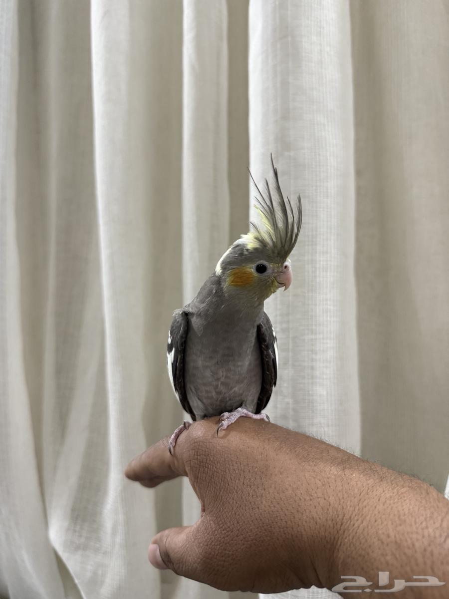 كروان للبيع64383455483521110