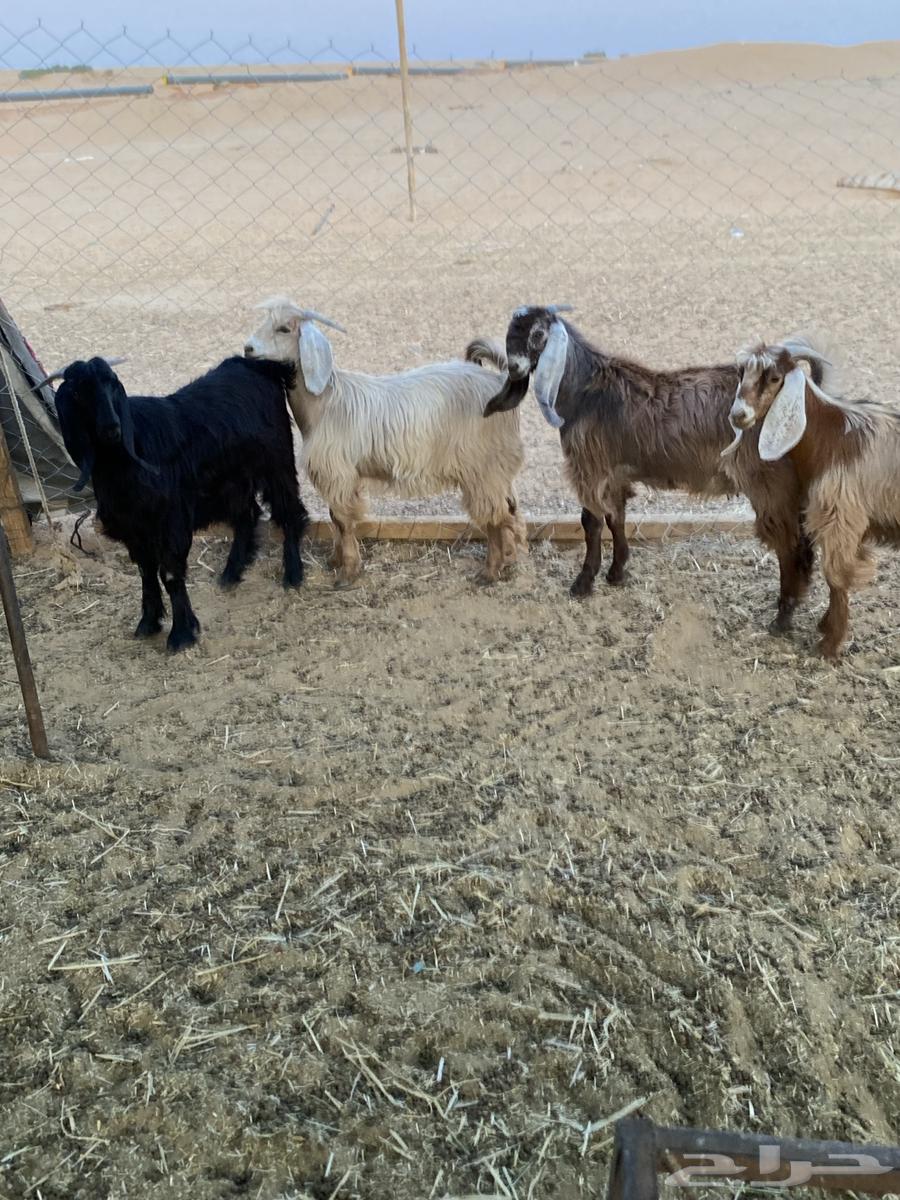 Tios64388009698178110