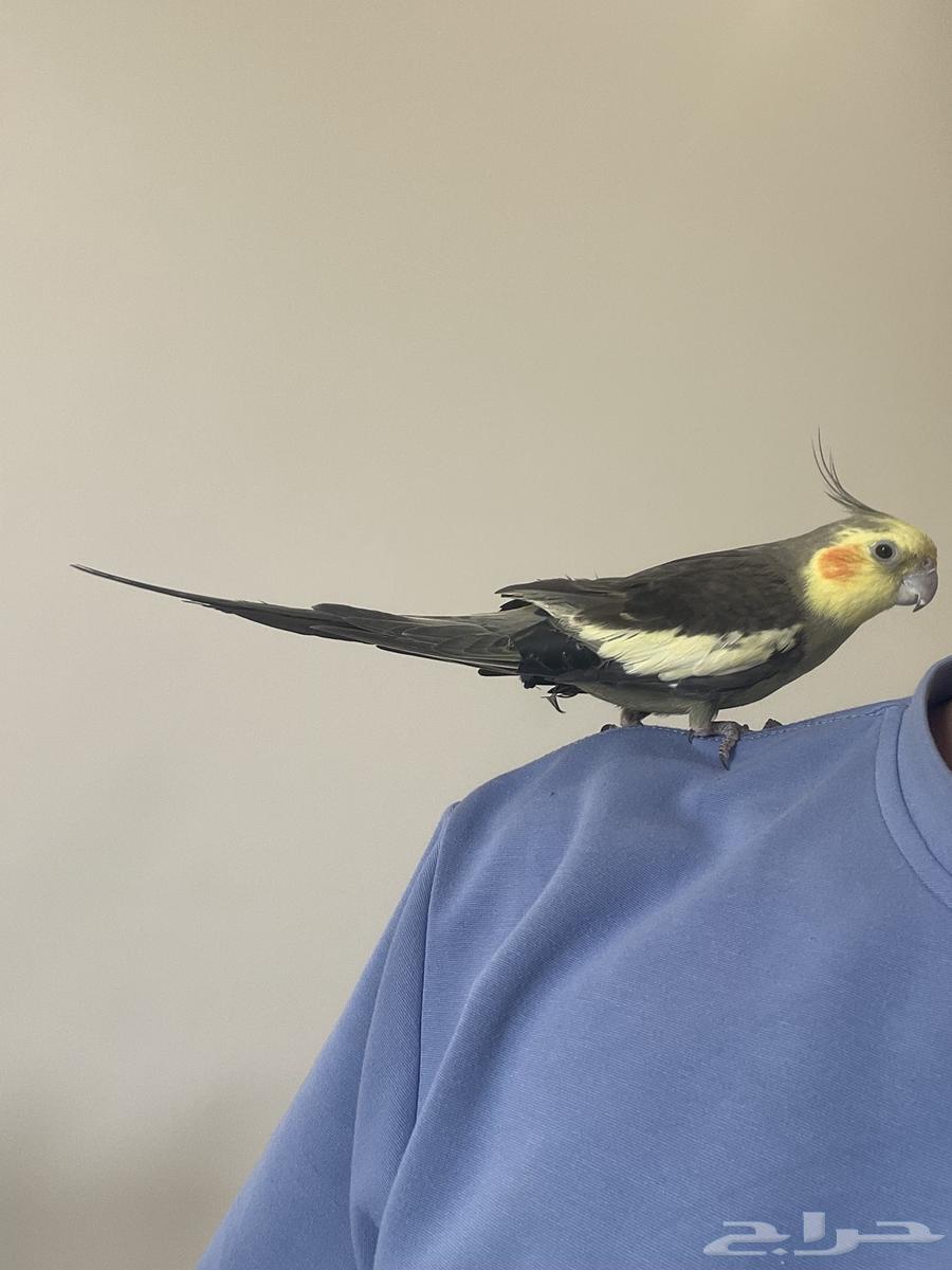 كروان كوكتيل ذكر اليف64381878494595110