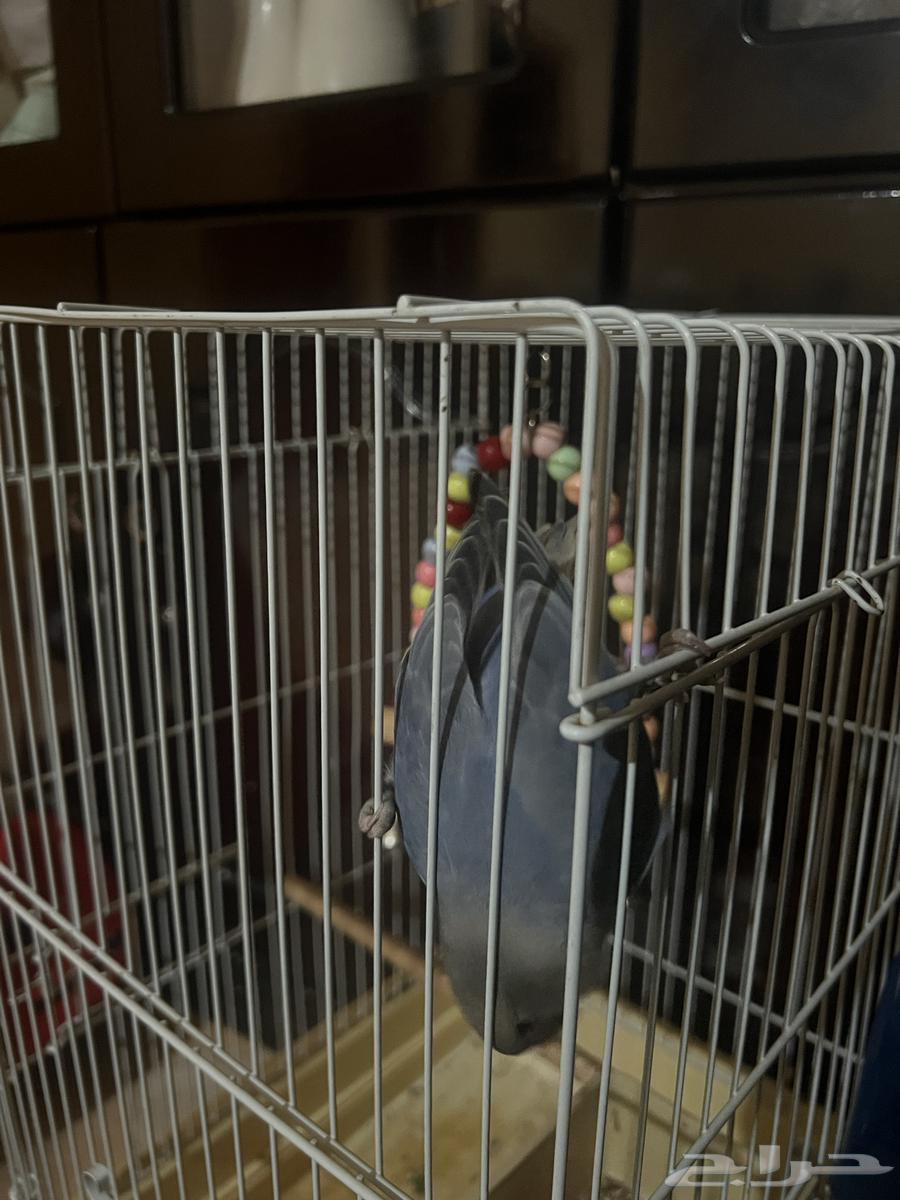 عصفور روز للبيع64389957533570112