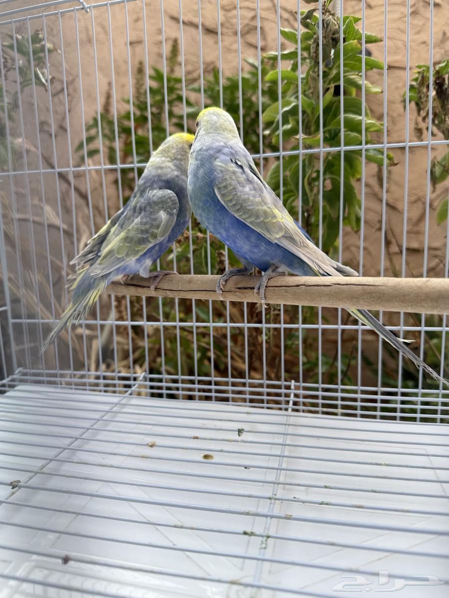 جوز بادجي ريمبو64387662713089113