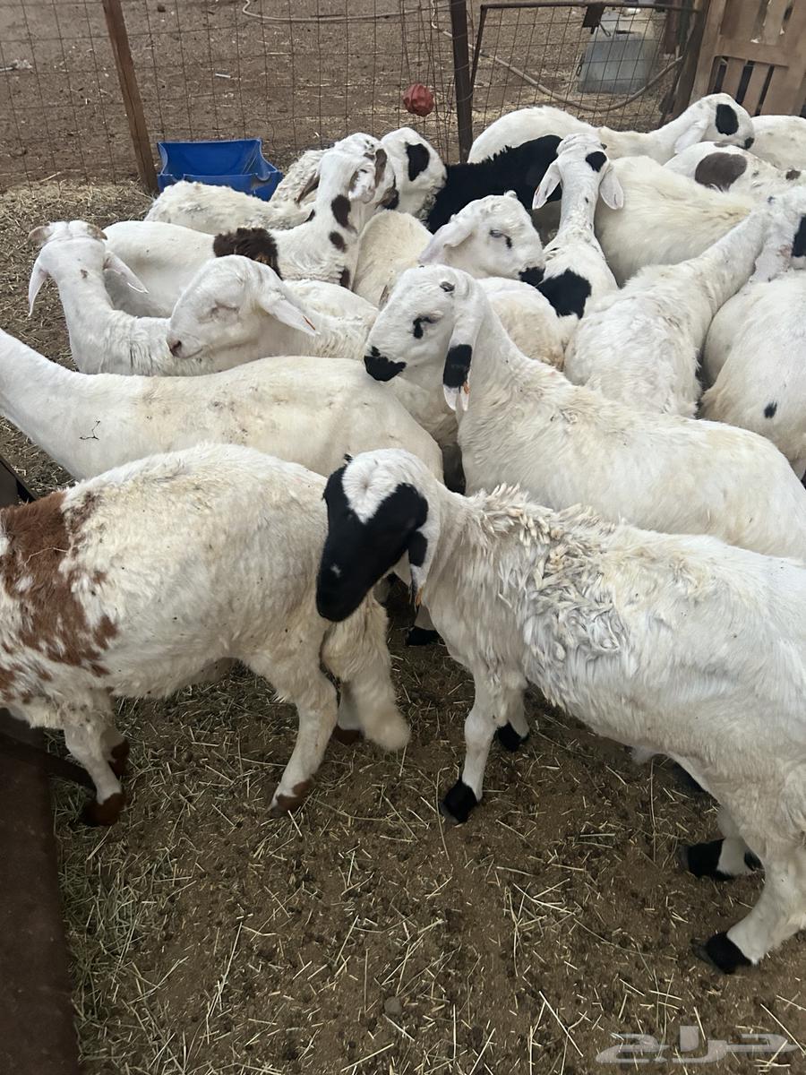 طليان سواكن بيض64380847229058113