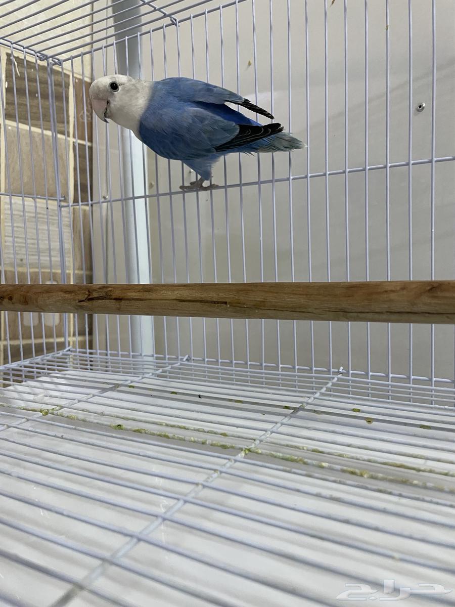 روز للبيع64385635096065112