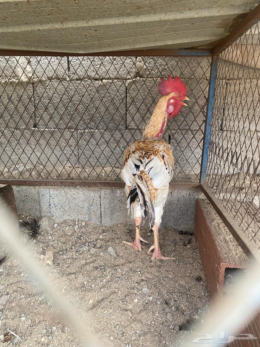 ديك باكستاني للبيع64377389319169110