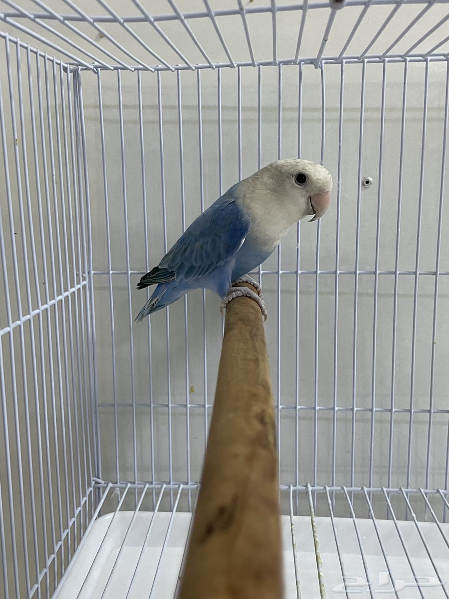 روز للبيع64385635096065110