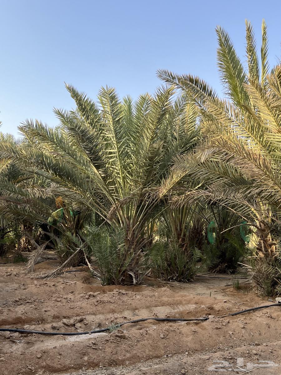 نخل للبيع انواع نبت64386417058434110