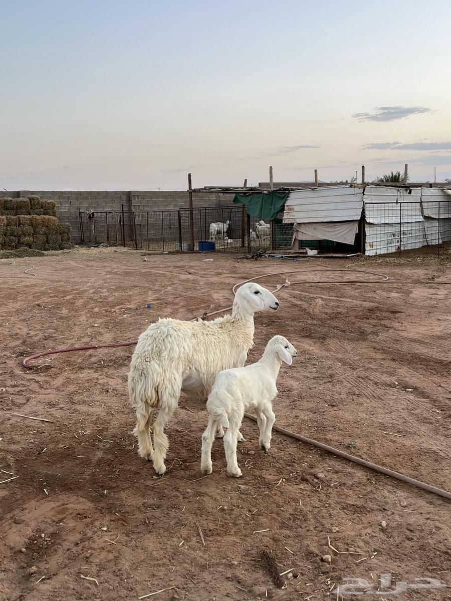 للبيع جذعه والد64389433274625111