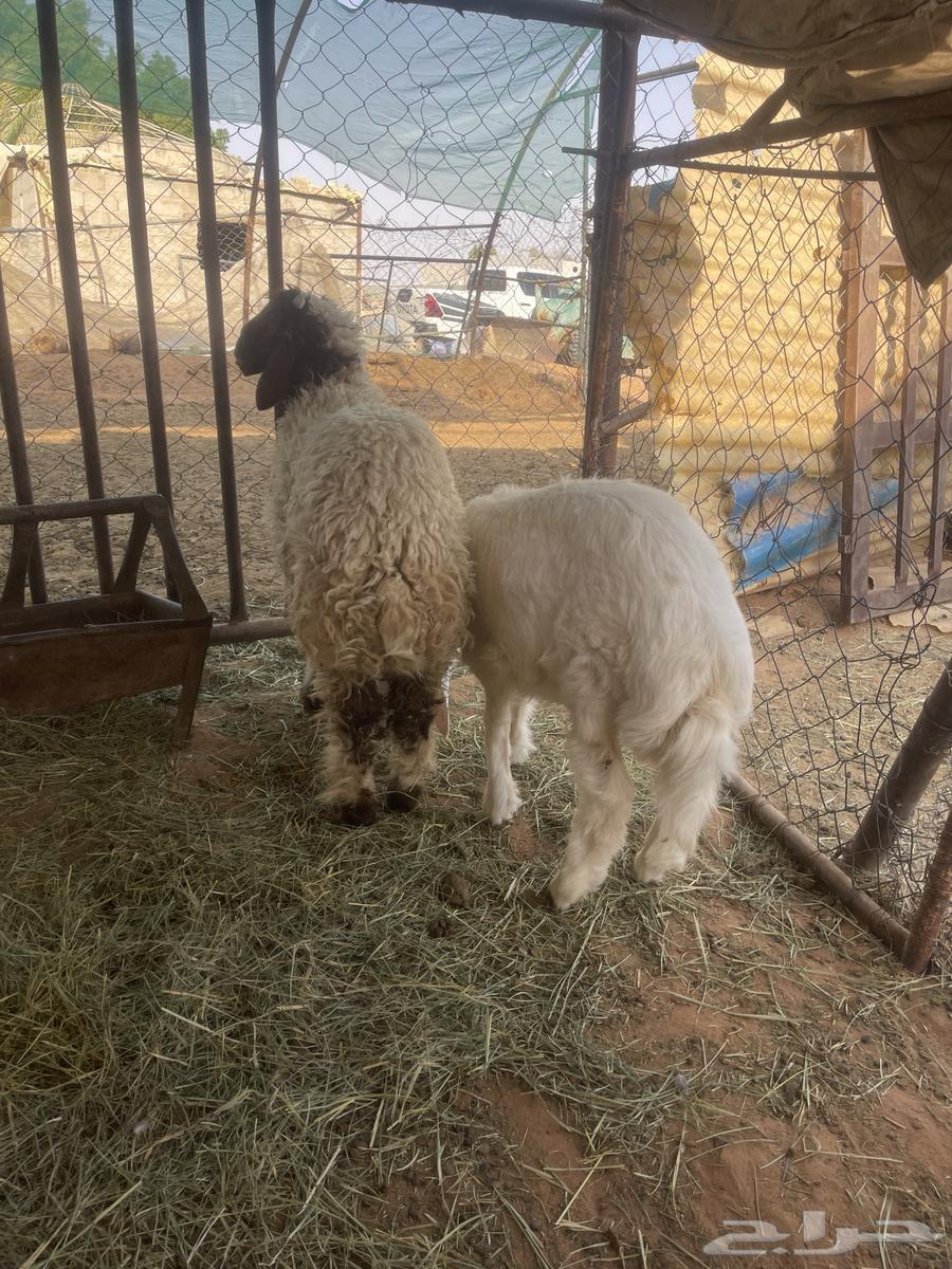 للبيع طليان طيبة نعيمي وحري64385845653378114