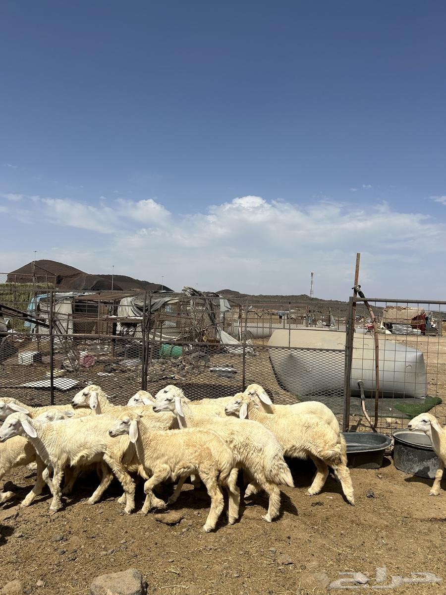 رخال حريات الحد ( 990 )64381301487619112