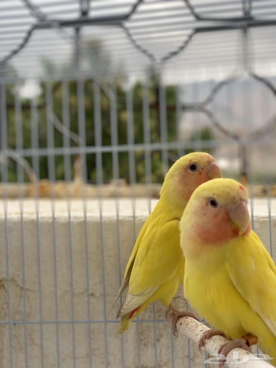 للبيع زوج روز64389640225026112