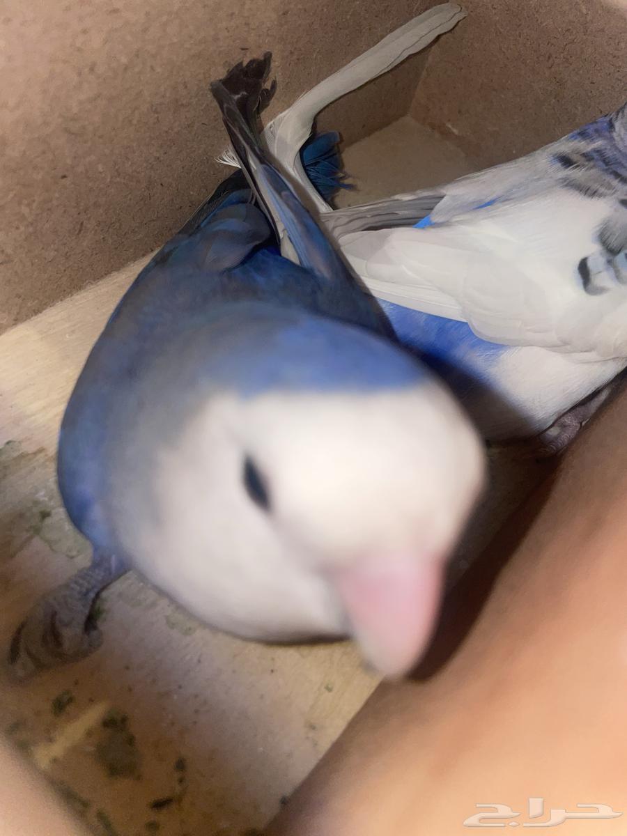 طير روز و بادجي64389764318210112